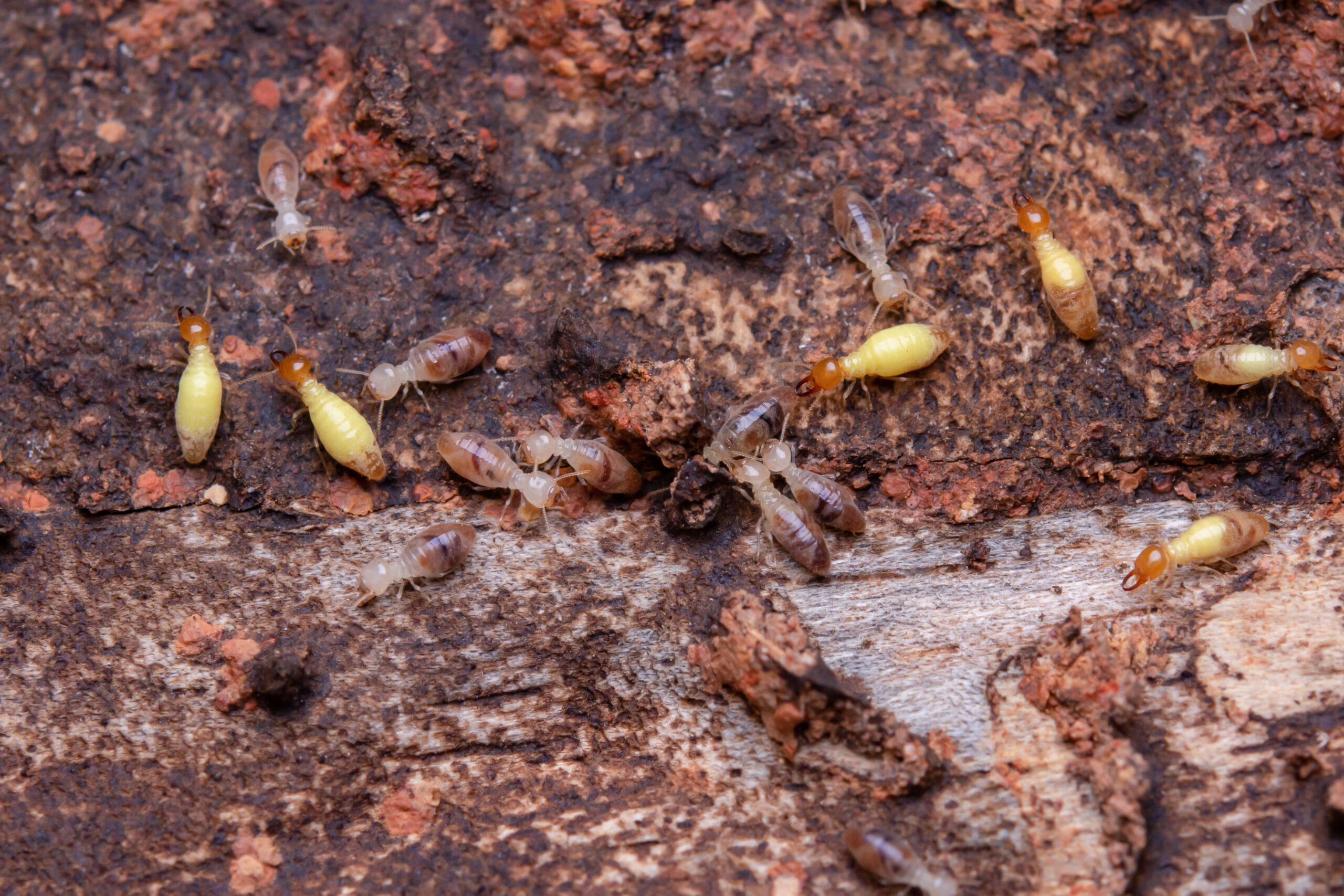 termites eat wooden planks damage of a wooden hou 2025 01 10 04 07 54 utc scaled